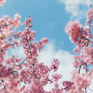 一级A片四川少妇大白奶
